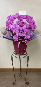 カード付の光触媒造花胡蝶蘭スタンダード5本立ち（濃いピンク）・花台付き（IR）の画像