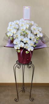 名札付の光触媒造花胡蝶蘭スタンダード5本立ち（白）・花台付き（IR）の画像