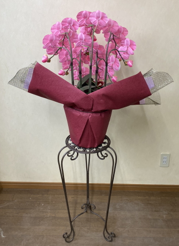 光触媒造花胡蝶蘭スタンダード5本立ち（ピンク）・花台付き（IR））を後ろからの画像
