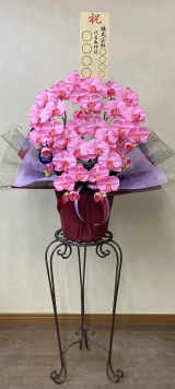 8寸立札付の光触媒造花胡蝶蘭スタンダード5本立ち（ピンク）・花台付き（IR）の画像