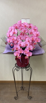 カード付の光触媒造花胡蝶蘭スタンダード5本立ち（ピンク）・花台付き（IR）の画像