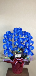 カード付の光触媒造花胡蝶蘭ラージ3本立ち（ロイヤルブルー）の画像