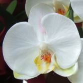 白の花弁の画像