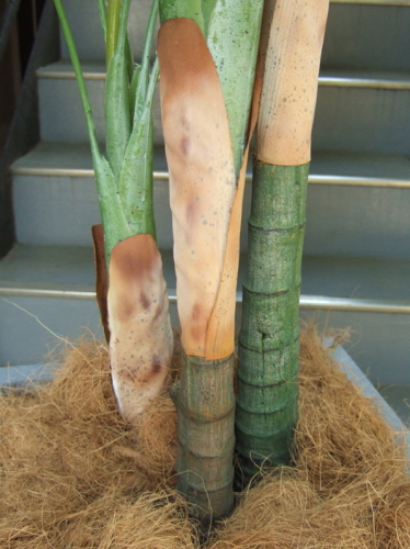 ✨クリアランスお値下✨ 光触媒 造花 観葉植物 特大 アレカヤシ グラス