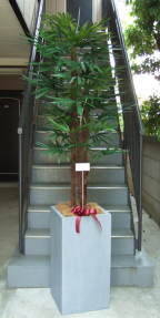 メッセージカードを付けた棕櫚竹の画像
