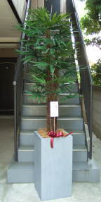 名札を付けた棕櫚竹の画像