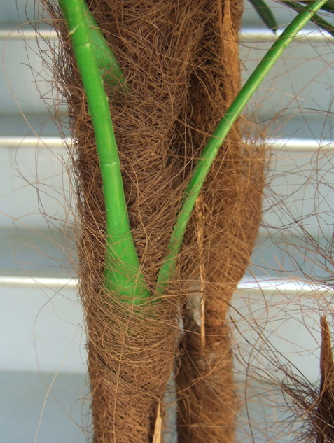 樹脂製の茎と、繊維の巻かれた幹の画像