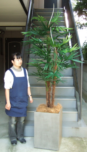 身長155ｃｍのモデルと220ｃｍの棕櫚竹の画像