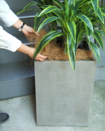 光触媒造花観葉植物・ドラセナワネッキー（コンクリート風大型スクエア