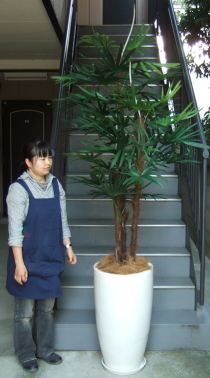 身長155ｃｍのモデルと220ｃｍの棕櫚竹の画像