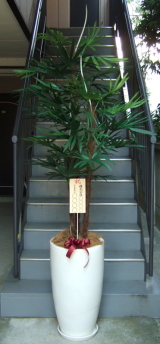 8寸立札を付けた棕櫚竹の画像