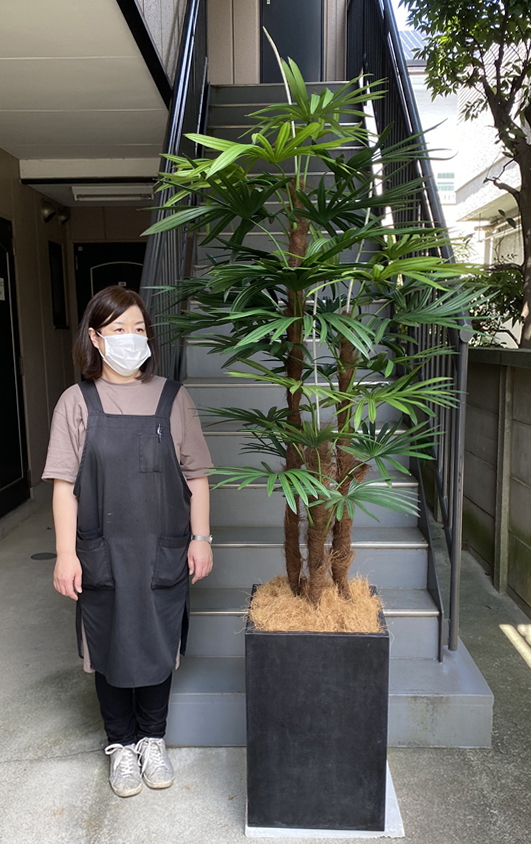 身長158ｃｍのモデルと210ｃｍの棕櫚竹の画像