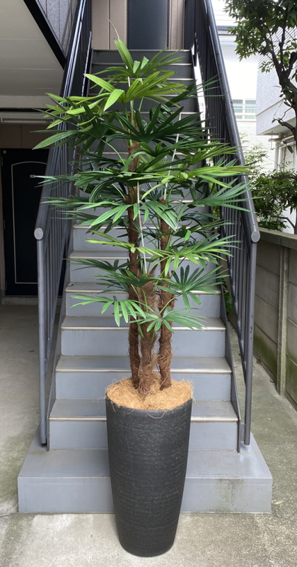 光触媒造花観葉植物・棕櫚竹（樹脂製特大鉢クリアブラック）の画像