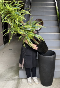 大型スクエア鉢に観葉植物をセットするイメージ画像