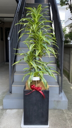 光触媒造花観葉植物・ドラセナワネッキー（コンクリート風大型スクエア