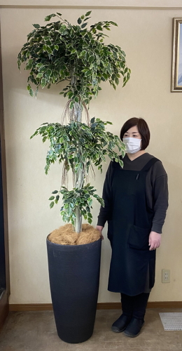 光触媒造花観葉植物 斑入りベンジャミン3段（大型）・ファイバーグラス