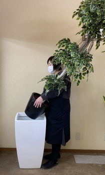 大型スクエア鉢に観葉植物をセットするイメージ画像