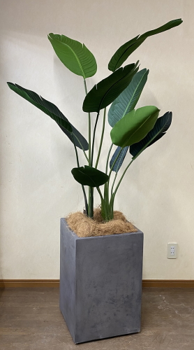 光触媒造花観葉植物 オーガスタ・コンクリート風大型スクエア鉢（グレイ）の画像