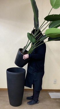 樹脂製特大鉢クリアブラックに観葉植物をセットするイメージ画像