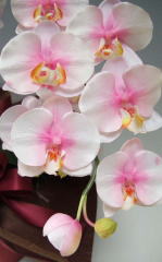 胡蝶蘭の花と蕾の部分