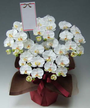 名札付の光触媒造花胡蝶蘭スタンダード5本立ちの画像