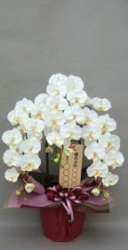 8寸立札付の造花胡蝶蘭
