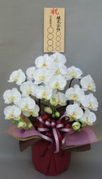 8寸立札付の造花胡蝶蘭スタンダード3本立ち