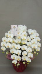お祝い用名札付きの造花胡蝶蘭ラージ5本立ち