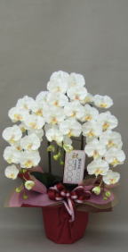 名札付の造花胡蝶蘭