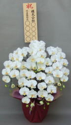 お祝い用立札付きの造花胡蝶蘭ラージ5本立ち