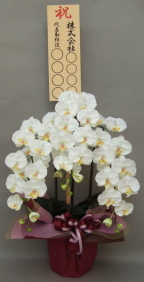 光触媒造花の胡蝶蘭 観葉植物 フラワーアレンジの販売 法人ギフト対応のアンジェリック 光触媒造花の胡蝶蘭 観葉植物 フラワーアレンジの販売 法人ギフト対応のアンジェリック
