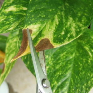 葉 茶色 ポトス が ポトスの水栽培の方法葉が黄色くなってしまうときの対処方法│生活の緑