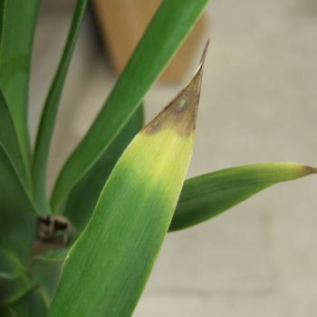 すべての美しい花の画像 トップ100観葉植物 葉先 枯れ