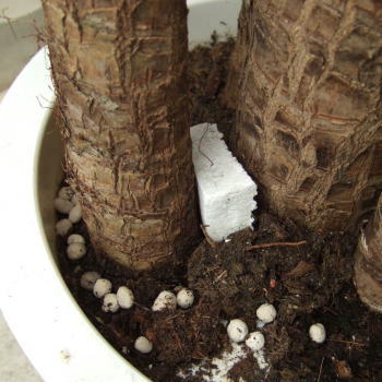 ドラセナ マッサンゲアナ 幸福の木 観葉植物の育て方