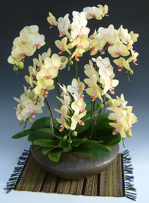 ミディ胡蝶蘭多本立ち(イエロー)・和鉢仕立ての画像
