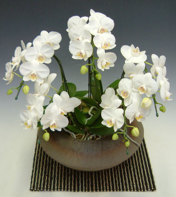 ミニ胡蝶蘭(白)5本立ち・和鉢仕立の画像