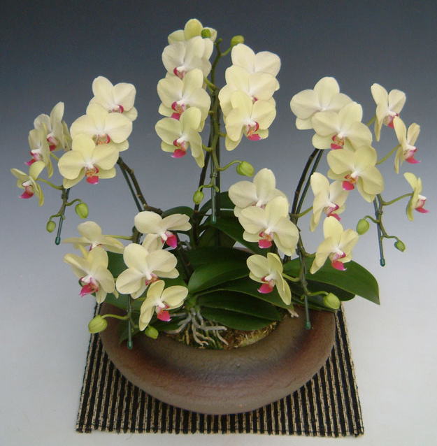 ミニ胡蝶蘭5本立ち(イエロー)・和鉢仕立の画像