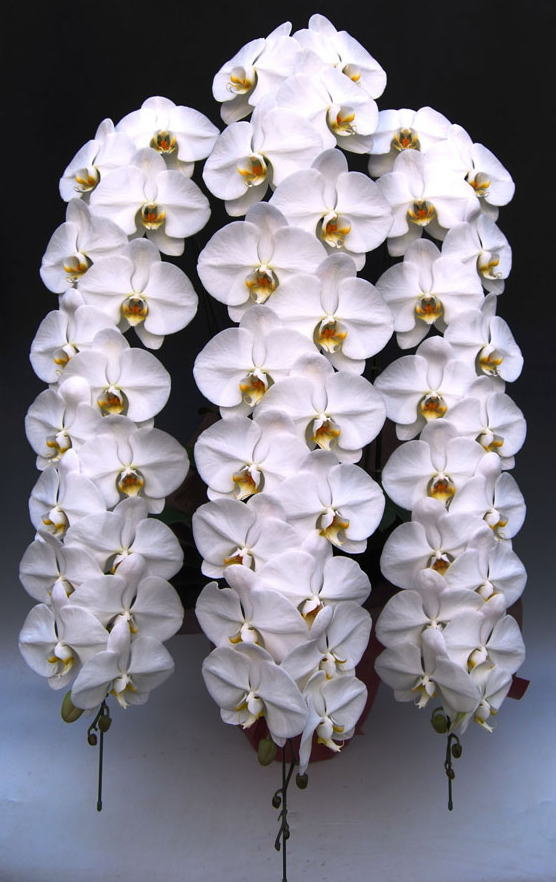 大輪胡蝶蘭3本立ち（白）ロングの画像