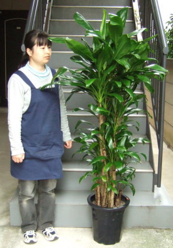 155cmの女性と170cmの広葉ドラセナ