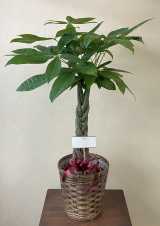 7号鉢タイプの観葉植物にメッセージカードを付けたイメージの画像