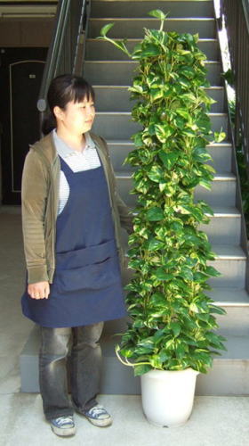 身長155cmの女性との比較