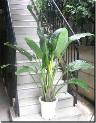 大きな葉っぱを扇形に広げる樹形の観葉植物