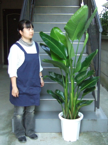 身長155cmの女性と180cmのオーガスタ