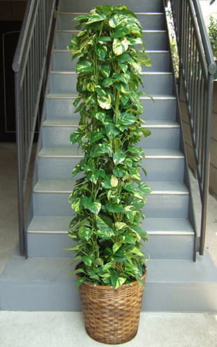 黄色い斑入りの葉をたくさん付けるツル性植物を支柱に巻きつけたタワー仕立て