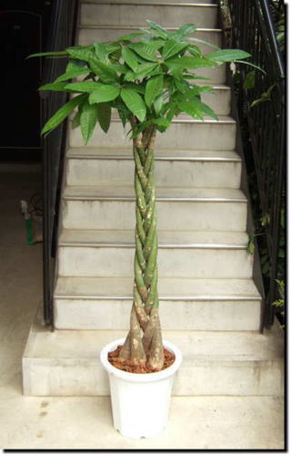 パキラの画像。編み上げた幹の上部に葉を茂らす人工的な樹形