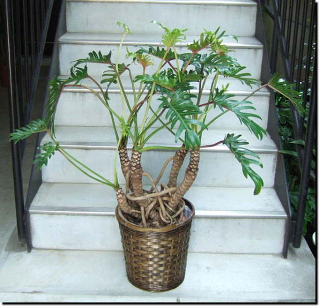 クッカバラ | 観葉植物の育て方