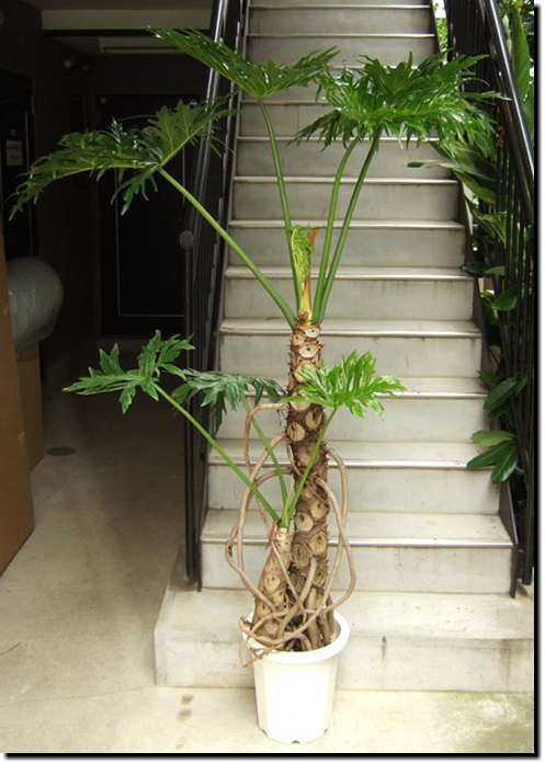 セローム 観葉植物の育て方