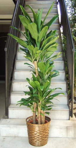幅広の葉をたくさん付ける為、全体にボリュームのある観葉植物