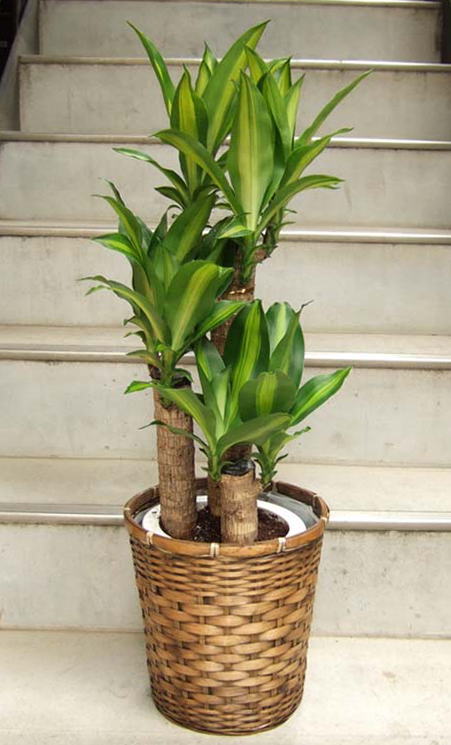 幸福の木の名称で有名な観葉植物