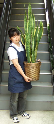 女性が持ち上げた様子